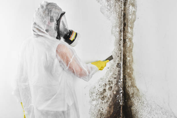 Best Black Mold Remediation in Bowdon, GA