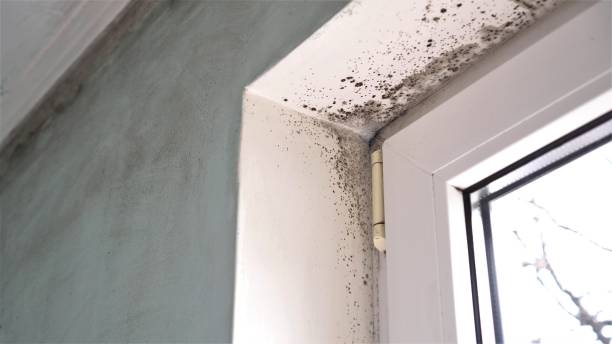 Best Post-Remediation Services in Bowdon, GA