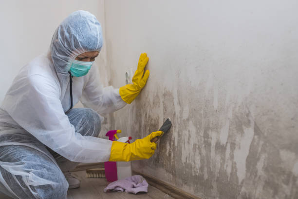 Best HVAC Mold Remediation in Bowdon, GA