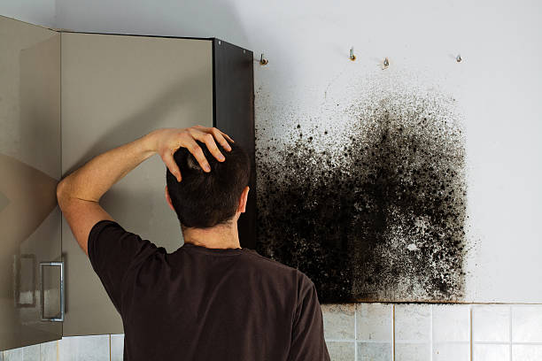 Best Insurance-Related Mold Remediation in Bowdon, GA