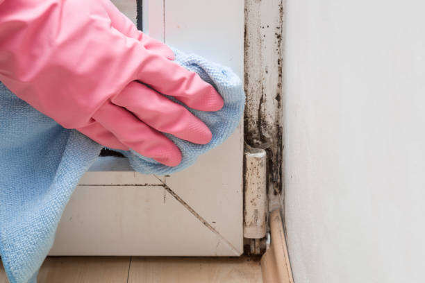 Best White Mold Remediation in Bowdon, GA